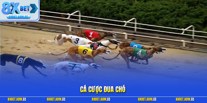 Cá cược đua chó